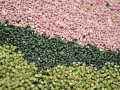 Largest Bead Mosaic