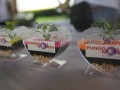 Most No Of People Making Terrariums Together