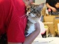 cat7