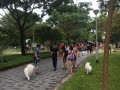 20170708 Longest Dogwalk Line@SHF bishan park (10)