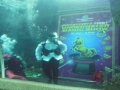 First Underwater Magic Performance