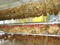 Largest Display Of Dumplings