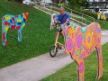 cow-display7