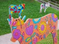 cow-display8