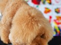 230910-petlickart-04