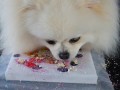 230910-petlickart-10
