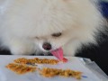230910-petlickart-13