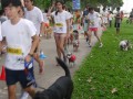 Largest Dog Jog