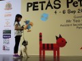 dogobedience10