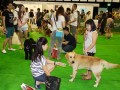 dogobedience7