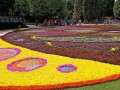 230923-flowercarpet-05
