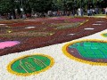 230923-flowercarpet-06