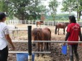 horses1