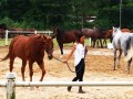 horses10