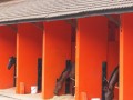 horses12