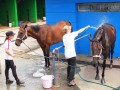 horses13