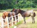 horses14