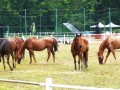 horses15