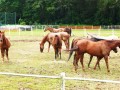 horses16
