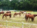 horses17