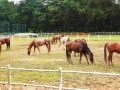 horses18