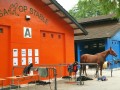 horses19