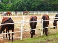 horses22a