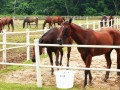 horses23