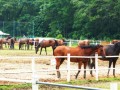 horses24