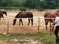 horses6