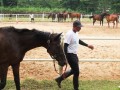 horses8