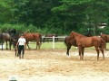 horses9