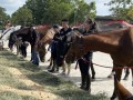 230226-horsefeed-cake-05