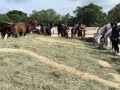 230226-horsefeed-cake-06