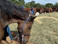 230226-horsefeed-cake-07