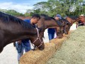 230226-horsefeed-cake-08