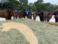 230226-horsefeed-cake-09