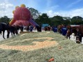 230226-horsefeed-cake-10