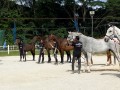 230226-horsefeed-cake-13