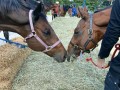 230226-horsefeed-cake-162
