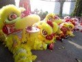 Largest Mass Lion Dance Cai Qing Performance