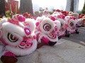 Largest Mass Lion Dance Cai Qing Performance