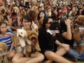 Largest Poodle Gathering