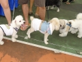 Largest Poodle Gathering