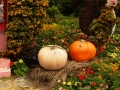 Largest Pumpkin Carving