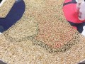 231124-rangoli-pictachio-z07