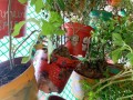 largest-wall-of-plants-in-handpainted-pots-10