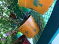 largest-wall-of-plants-in-handpainted-pots-2