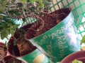 largest-wall-of-plants-in-handpainted-pots-3