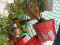 largest-wall-of-plants-in-handpainted-pots-4